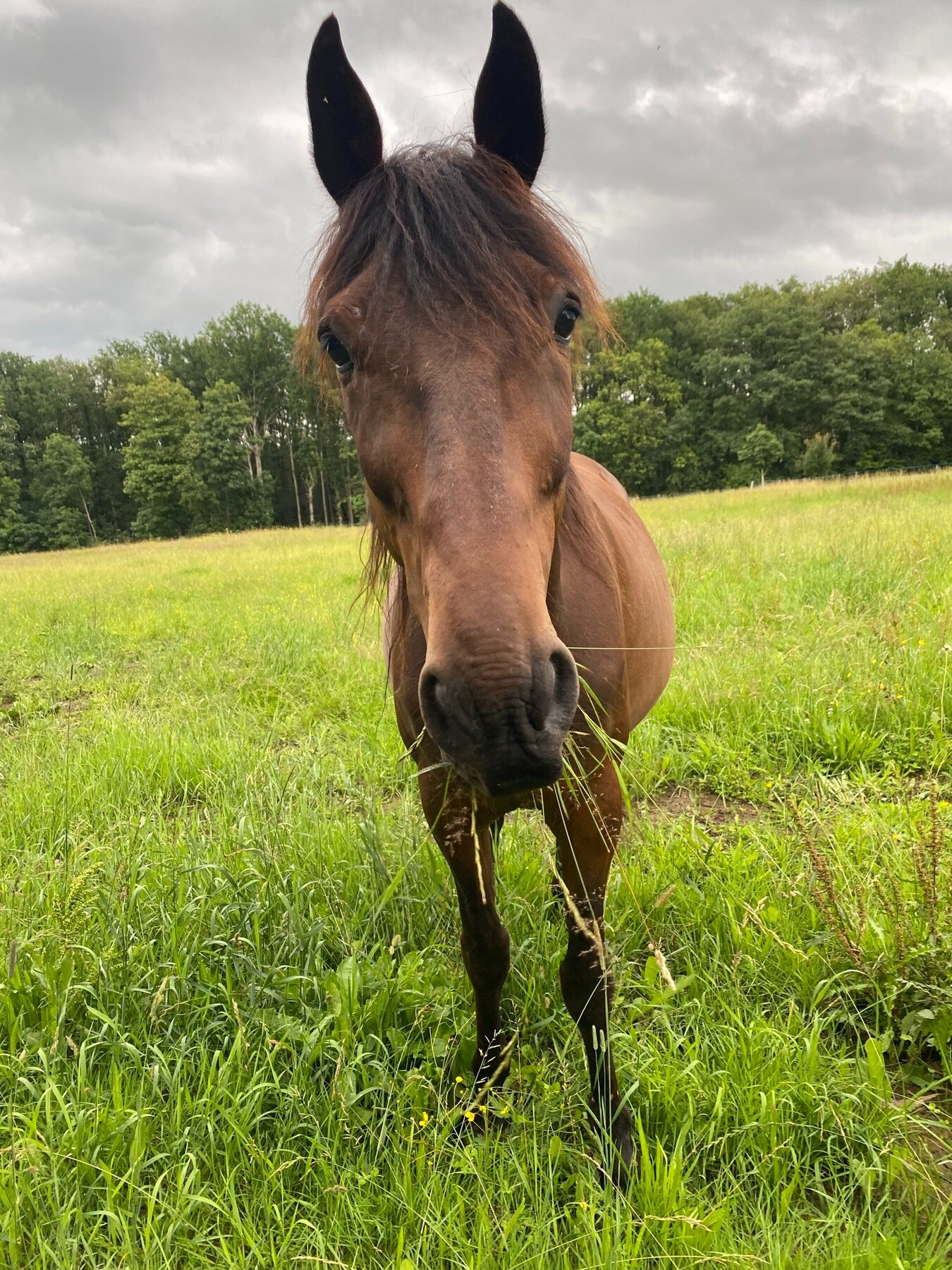 Un cheval dans la prairie du Havre