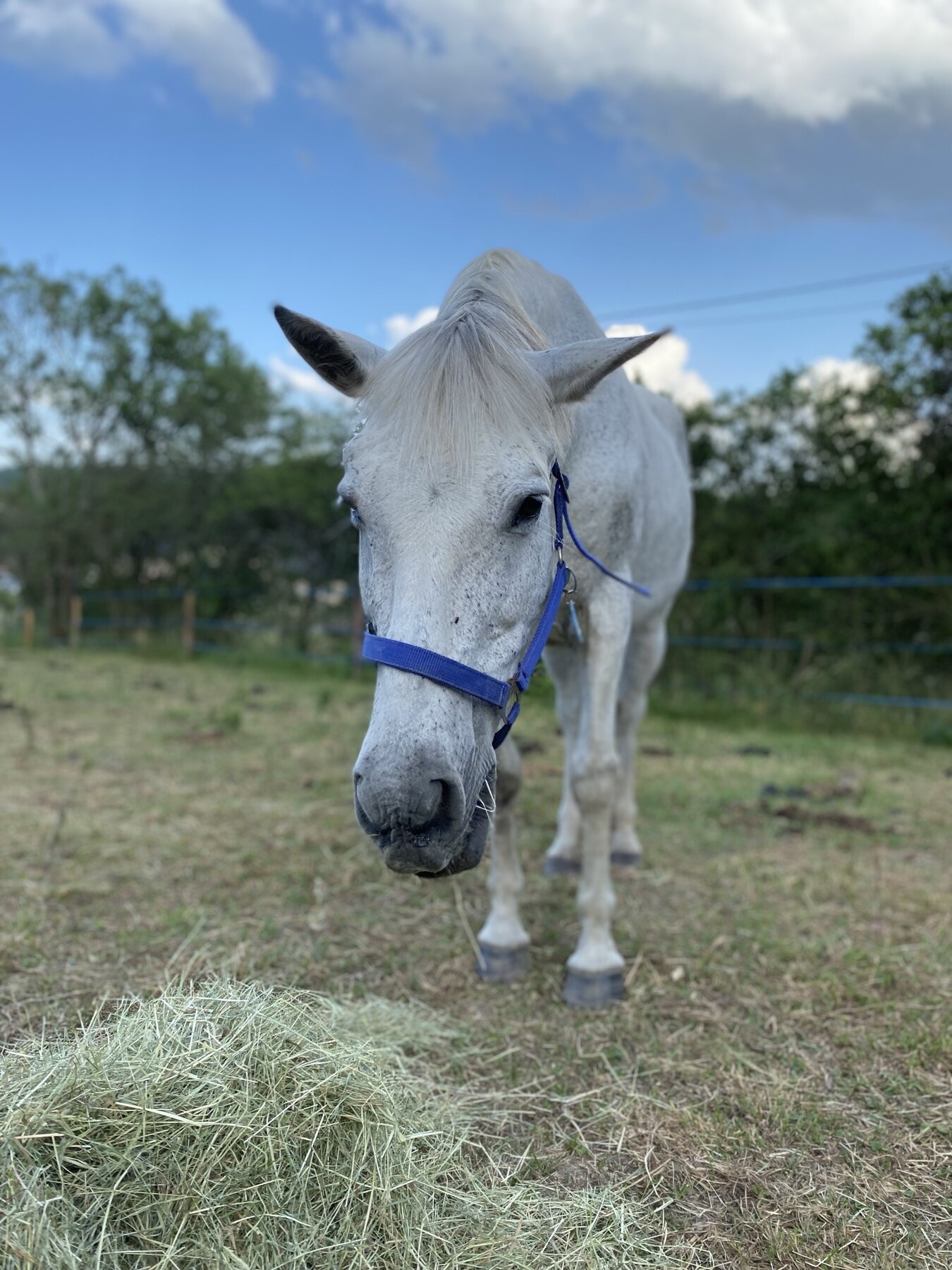 Un cheval accueilli par L'Amitié