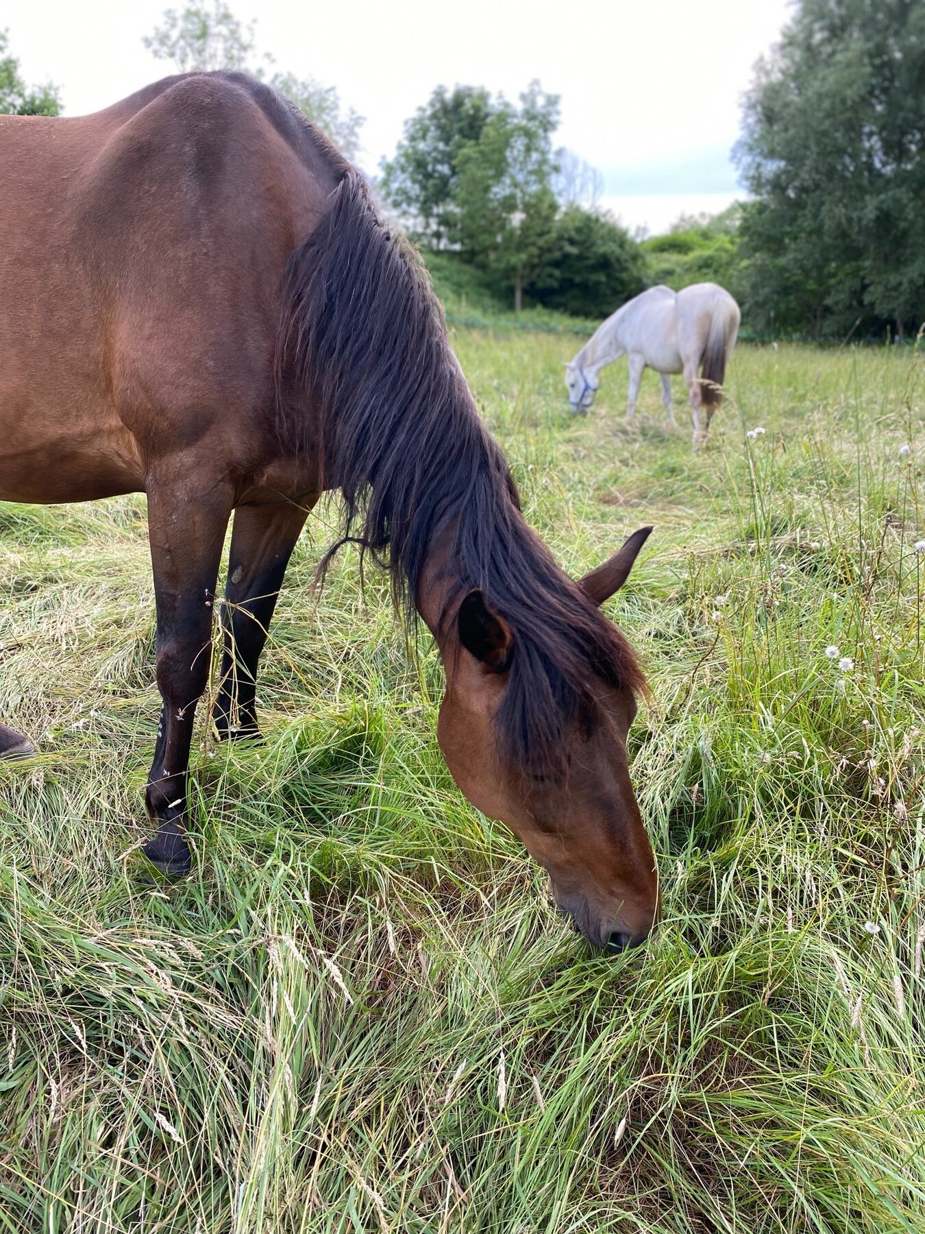 Les chevaux profitent de la prairie