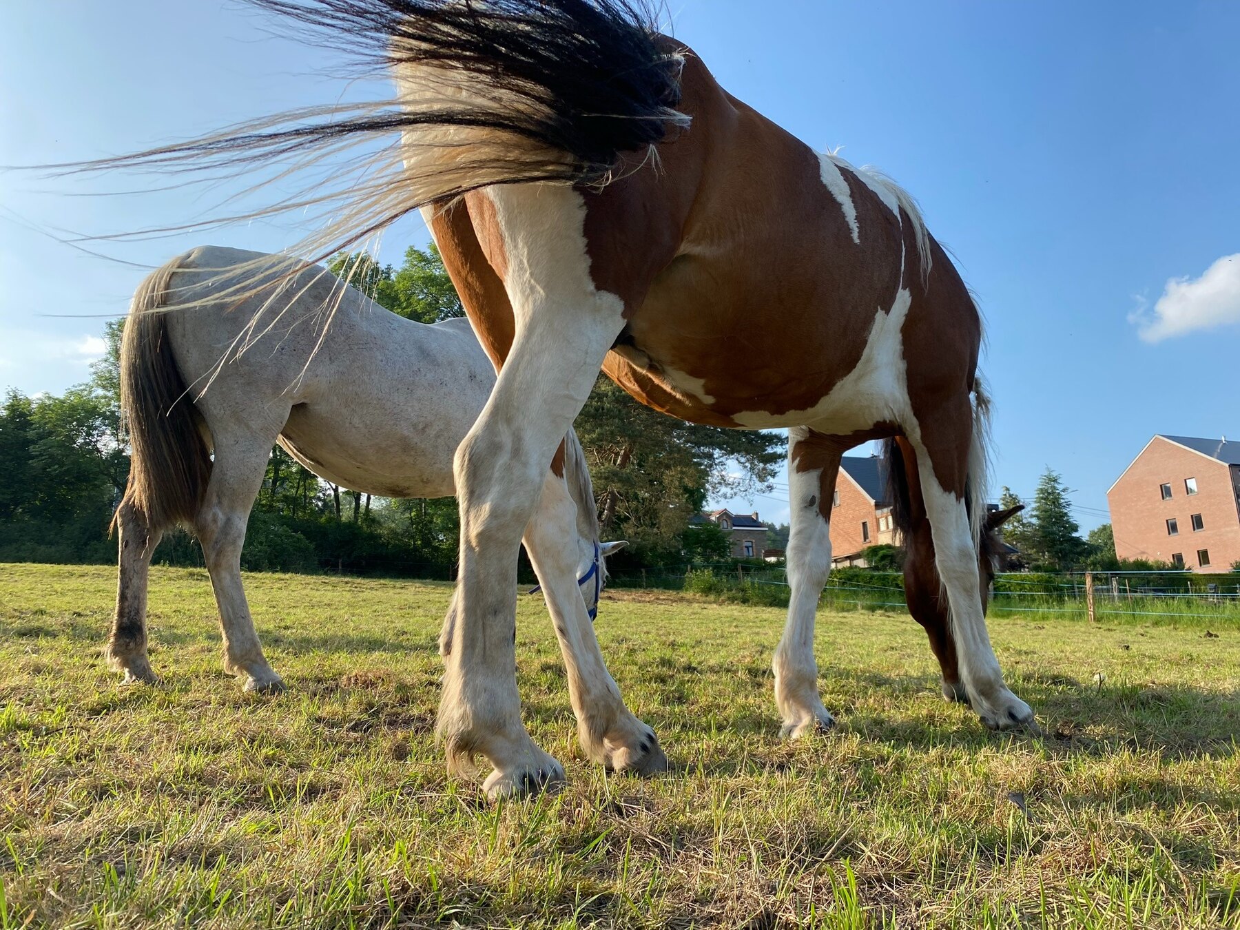 Les chevaux profitent de la prairie