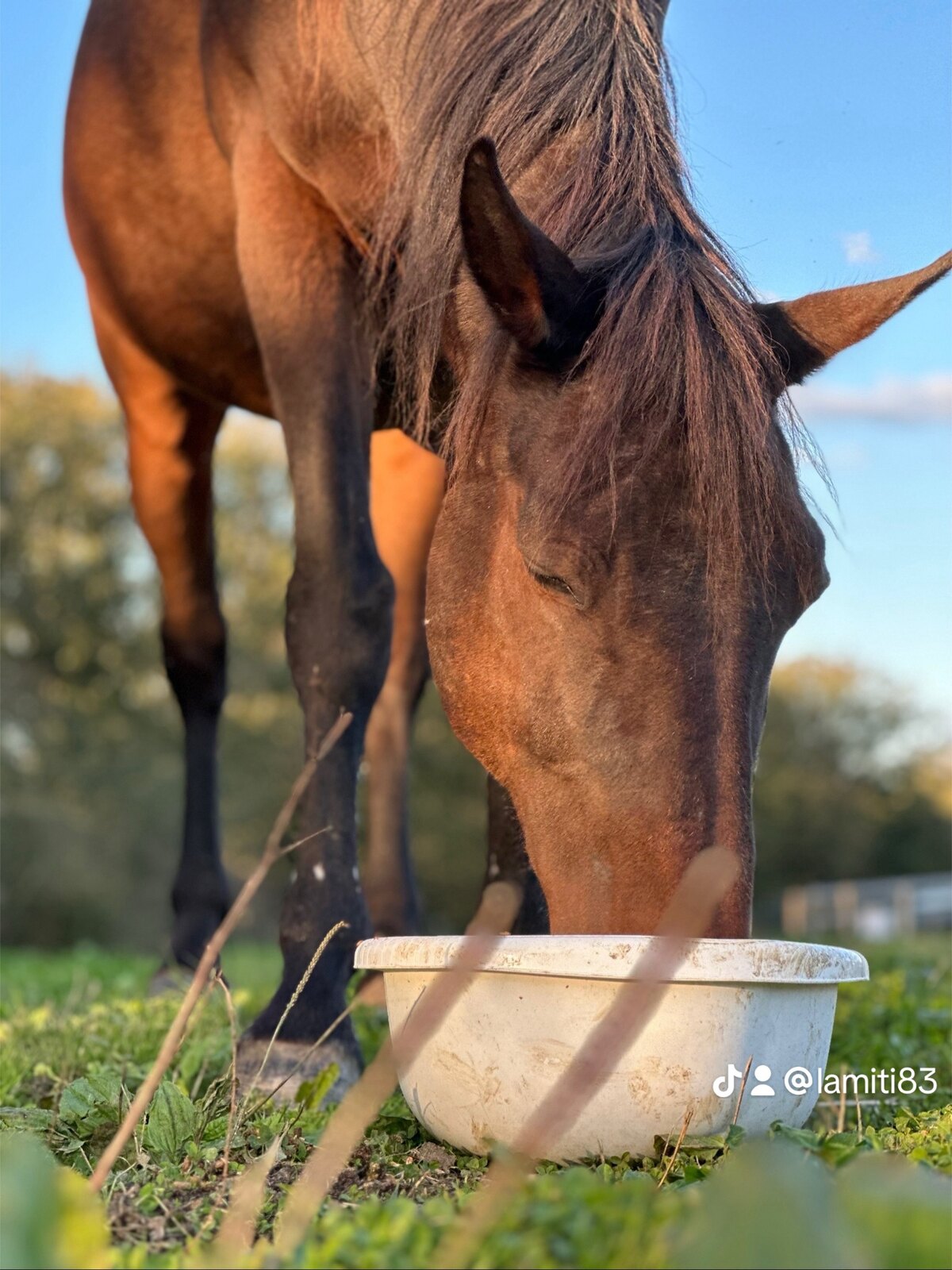 Cheval mangeant sa ration au Havre
